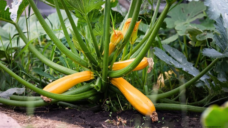 When to Pick 11 Common Crops for Peak Flavor and Freshness