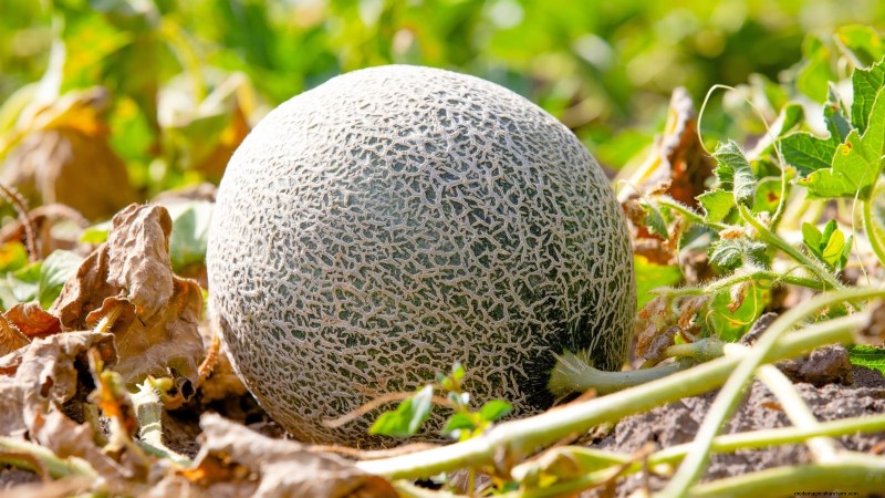When to Pick 11 Common Crops for Peak Flavor and Freshness