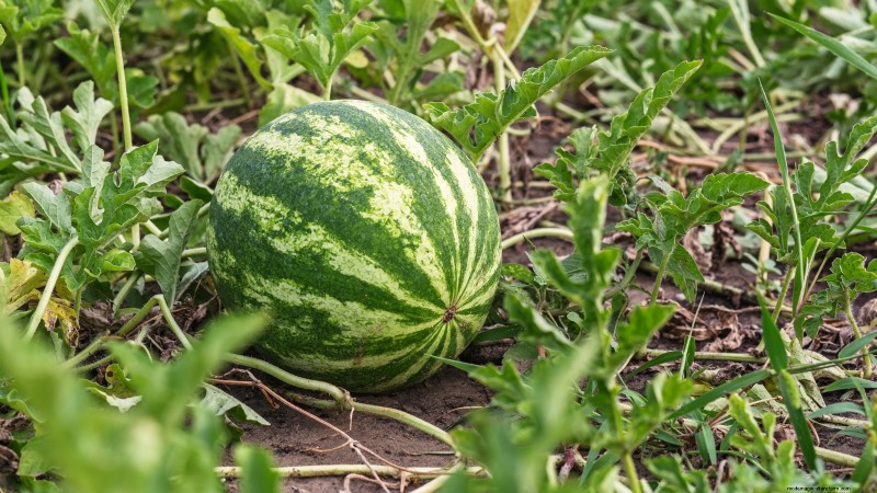 When to Pick 11 Common Crops for Peak Flavor and Freshness