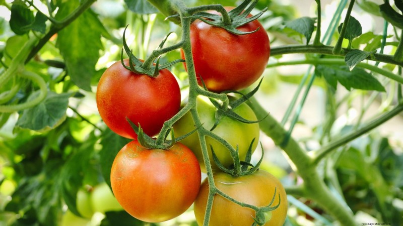 When to Pick 11 Common Crops for Peak Flavor and Freshness