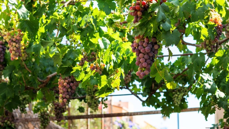 When to Pick 11 Common Crops for Peak Flavor and Freshness