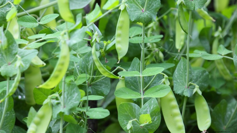 When to Pick 11 Common Crops for Peak Flavor and Freshness