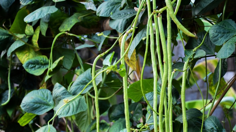 When to Pick 11 Common Crops for Peak Flavor and Freshness
