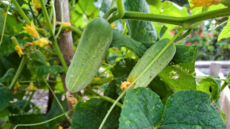 When to Pick 11 Common Crops for Peak Flavor and Freshness