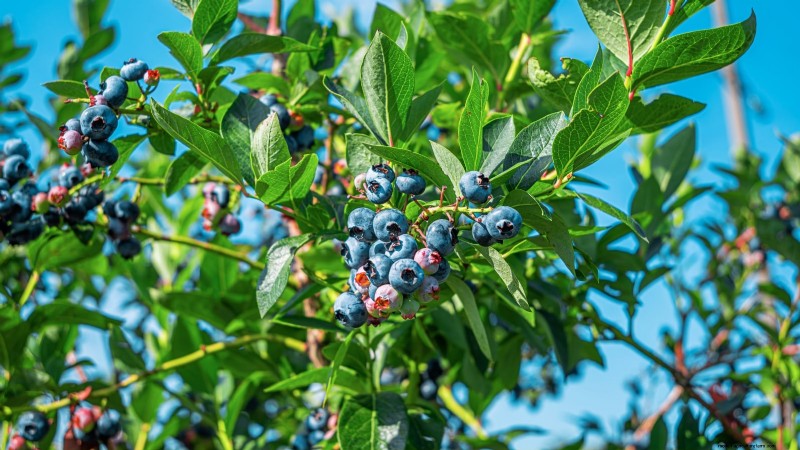When to Pick 11 Common Crops for Peak Flavor and Freshness