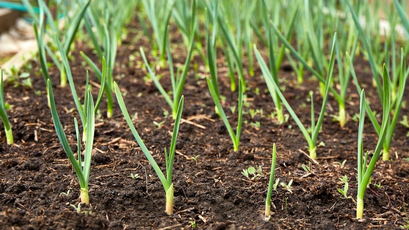When to Pick 11 Common Crops for Peak Flavor and Freshness