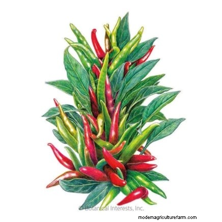 Grow, Care, and Harvest Pimiento Peppers: Your Complete Guide