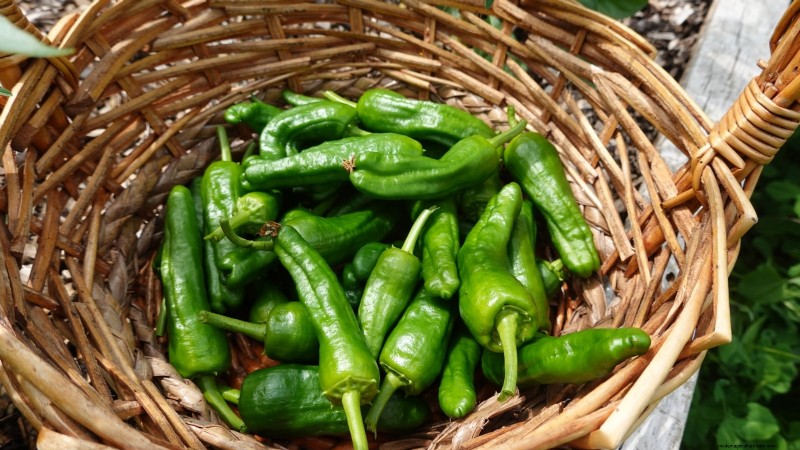 Grow, Care, and Harvest Pimiento Peppers: Your Complete Guide