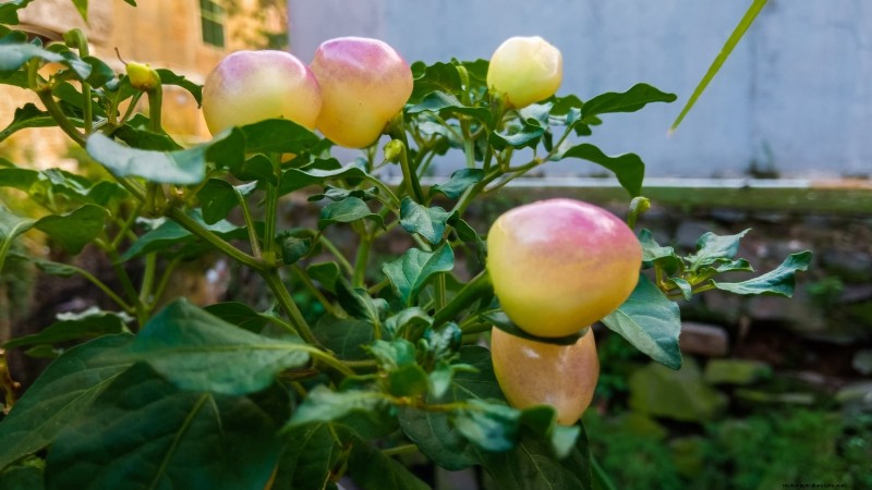 Grow, Care, and Harvest Pimiento Peppers: Your Complete Guide