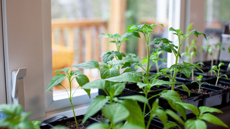 Grow, Care, and Harvest Pimiento Peppers: Your Complete Guide