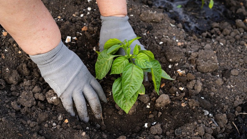 Grow, Care, and Harvest Pimiento Peppers: Your Complete Guide