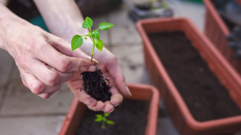 Grow, Care, and Harvest Pimiento Peppers: Your Complete Guide
