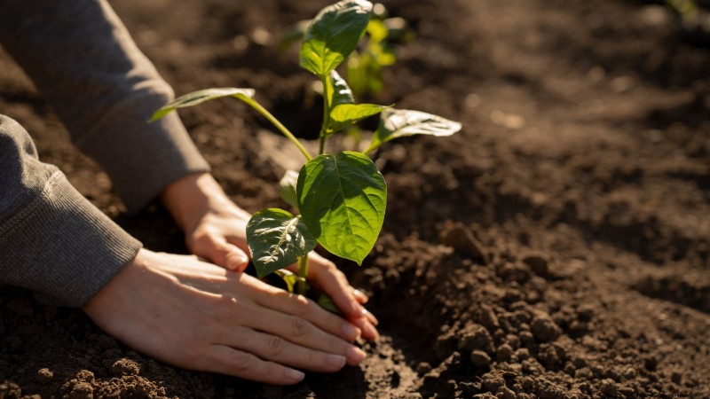 Grow, Care, and Harvest Pimiento Peppers: Your Complete Guide