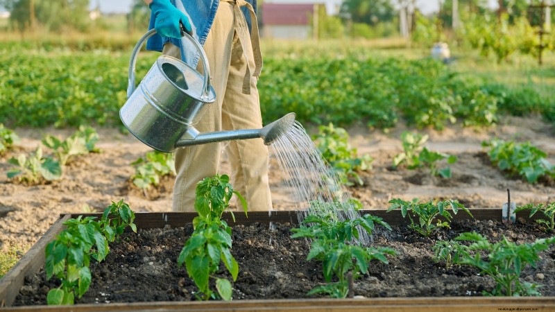 Grow, Care, and Harvest Pimiento Peppers: Your Complete Guide