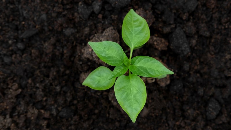 Grow, Care, and Harvest Pimiento Peppers: Your Complete Guide