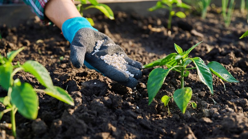 Grow, Care, and Harvest Pimiento Peppers: Your Complete Guide