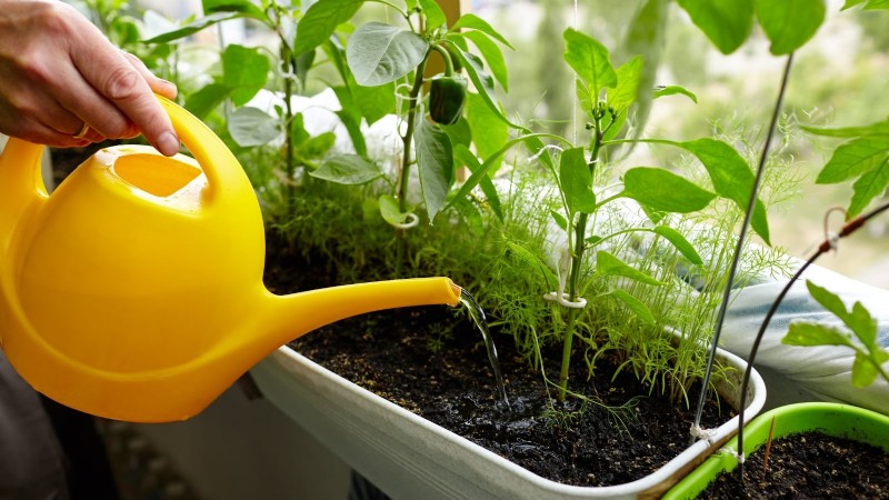 Grow, Care, and Harvest Pimiento Peppers: Your Complete Guide