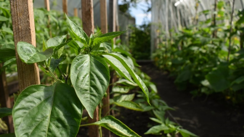 Grow, Care, and Harvest Pimiento Peppers: Your Complete Guide