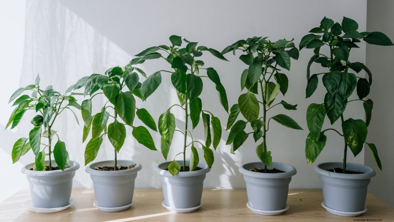 Grow, Care, and Harvest Pimiento Peppers: Your Complete Guide