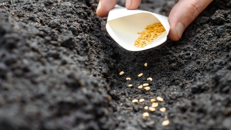 Grow, Care, and Harvest Pimiento Peppers: Your Complete Guide