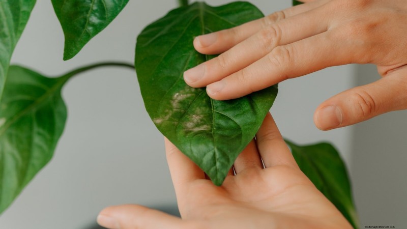 Grow, Care, and Harvest Pimiento Peppers: Your Complete Guide