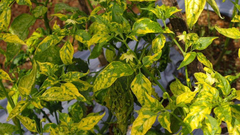 Grow, Care, and Harvest Pimiento Peppers: Your Complete Guide