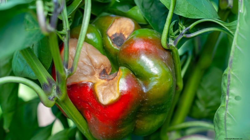 Grow, Care, and Harvest Pimiento Peppers: Your Complete Guide