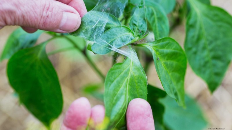 Grow, Care, and Harvest Pimiento Peppers: Your Complete Guide
