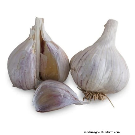 Music Hardneck Garlic: Expert Guide to Planting, Growing, and Caring