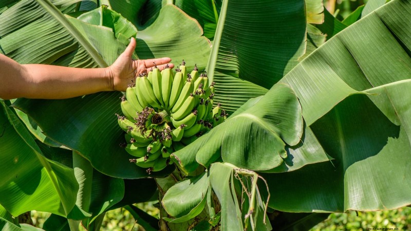 Must‑Know Guide to the 9 Best Banana Trees for Your Home Garden