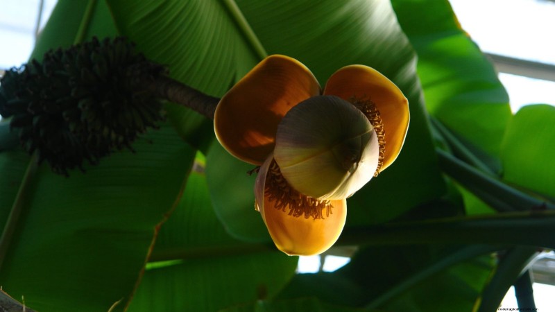 Must‑Know Guide to the 9 Best Banana Trees for Your Home Garden