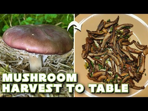 Grow Fresh Mushrooms at Home from Store‑Bought Pieces