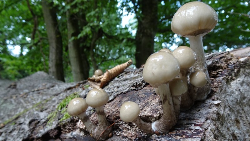 Grow Fresh Mushrooms at Home from Store‑Bought Pieces