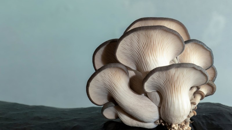 Grow Fresh Mushrooms at Home from Store‑Bought Pieces