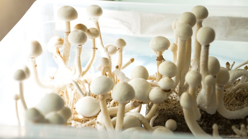Grow Fresh Mushrooms at Home from Store‑Bought Pieces