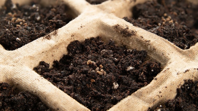 5 Proven Strategies for Thriving Celery in Raised Beds