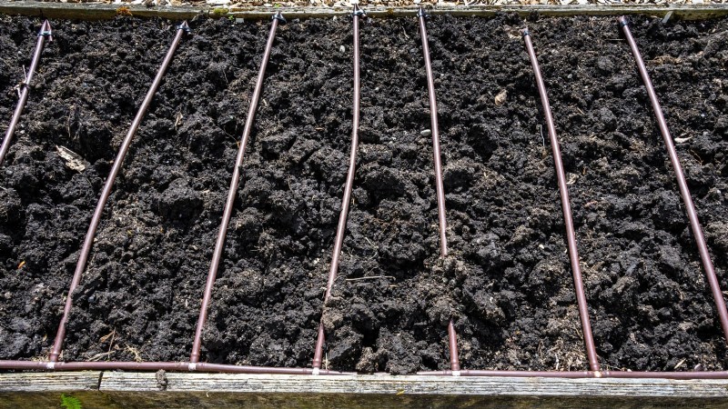 5 Proven Strategies for Thriving Celery in Raised Beds