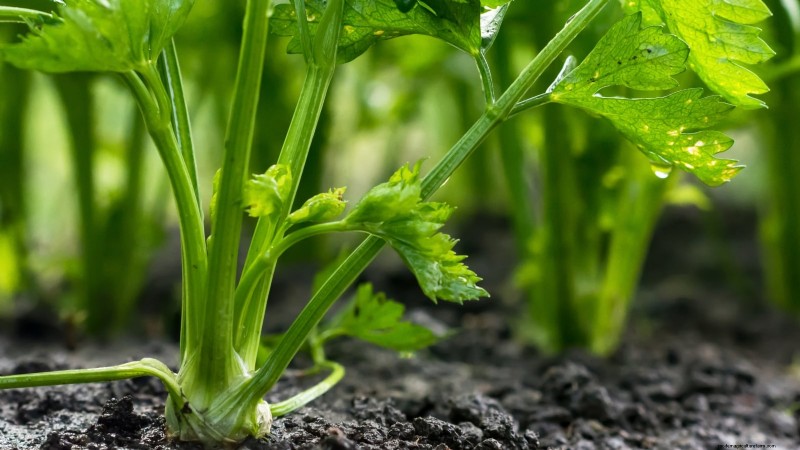 5 Proven Strategies for Thriving Celery in Raised Beds