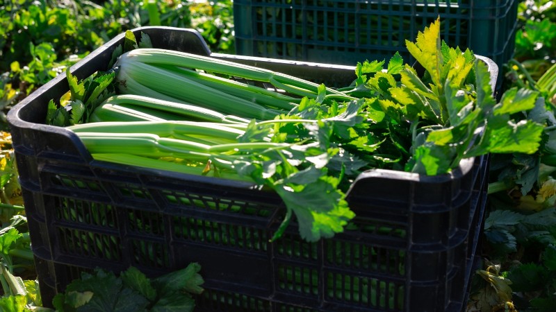 5 Proven Strategies for Thriving Celery in Raised Beds