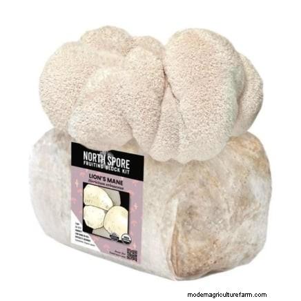 13 Mushrooms You Can Grow at Home – A Must‑Know Guide