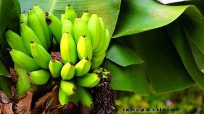 Plant, Grow, and Care for Dwarf Cavendish Banana Trees: A Comprehensive Guide