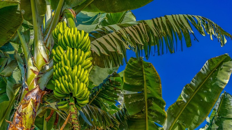 Plant, Grow, and Care for Dwarf Cavendish Banana Trees: A Comprehensive Guide