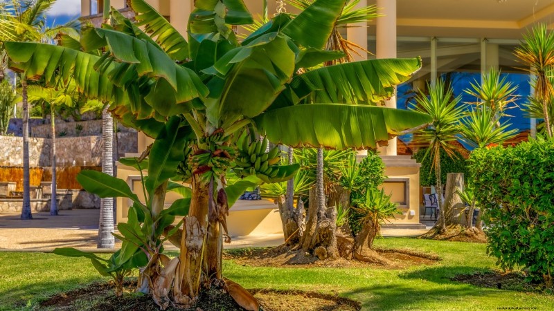Plant, Grow, and Care for Dwarf Cavendish Banana Trees: A Comprehensive Guide