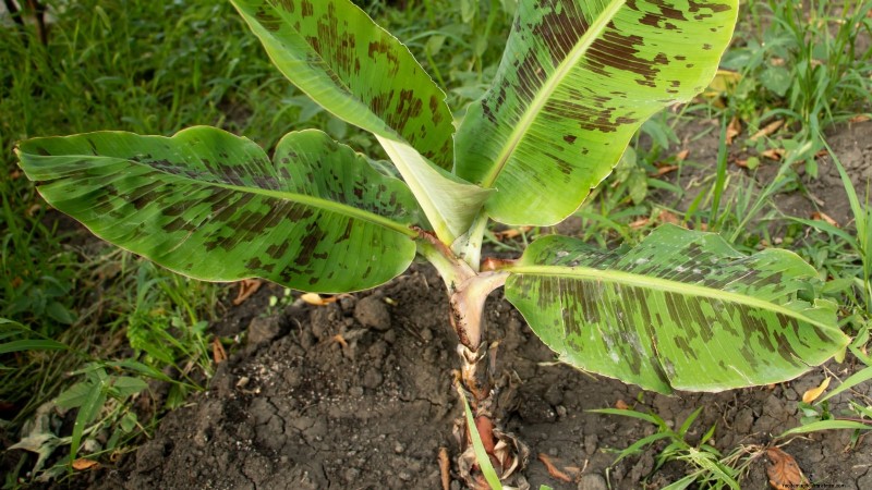 Plant, Grow, and Care for Dwarf Cavendish Banana Trees: A Comprehensive Guide