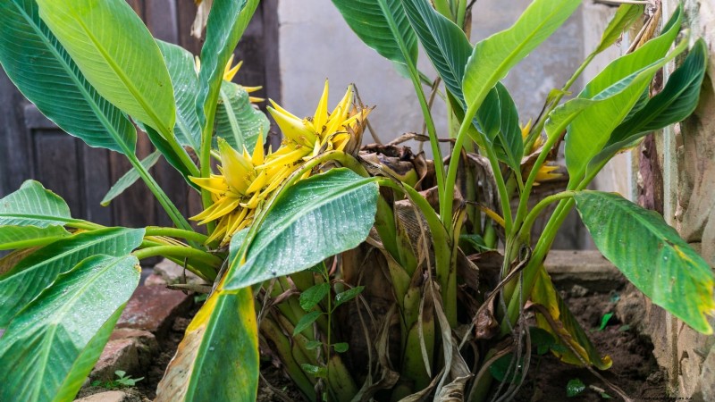 Plant, Grow, and Care for Dwarf Cavendish Banana Trees: A Comprehensive Guide