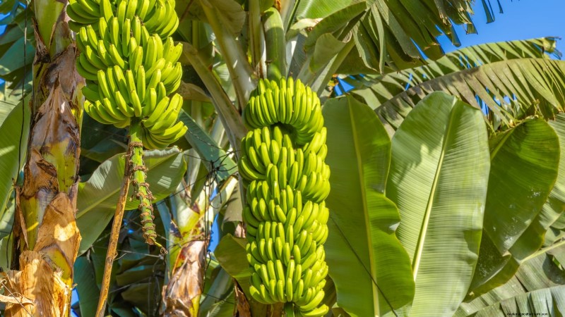 Plant, Grow, and Care for Dwarf Cavendish Banana Trees: A Comprehensive Guide