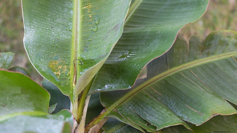 Plant, Grow, and Care for Dwarf Cavendish Banana Trees: A Comprehensive Guide