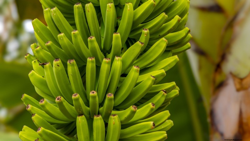Plant, Grow, and Care for Dwarf Cavendish Banana Trees: A Comprehensive Guide