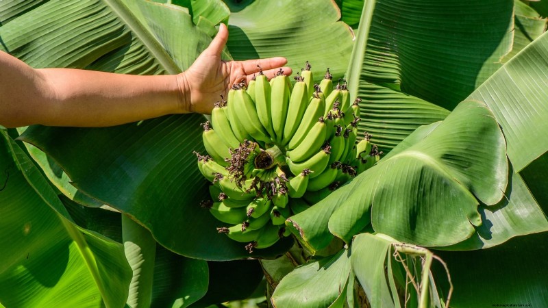 Plant, Grow, and Care for Dwarf Cavendish Banana Trees: A Comprehensive Guide