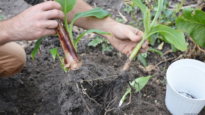 Plant, Grow, and Care for Dwarf Cavendish Banana Trees: A Comprehensive Guide